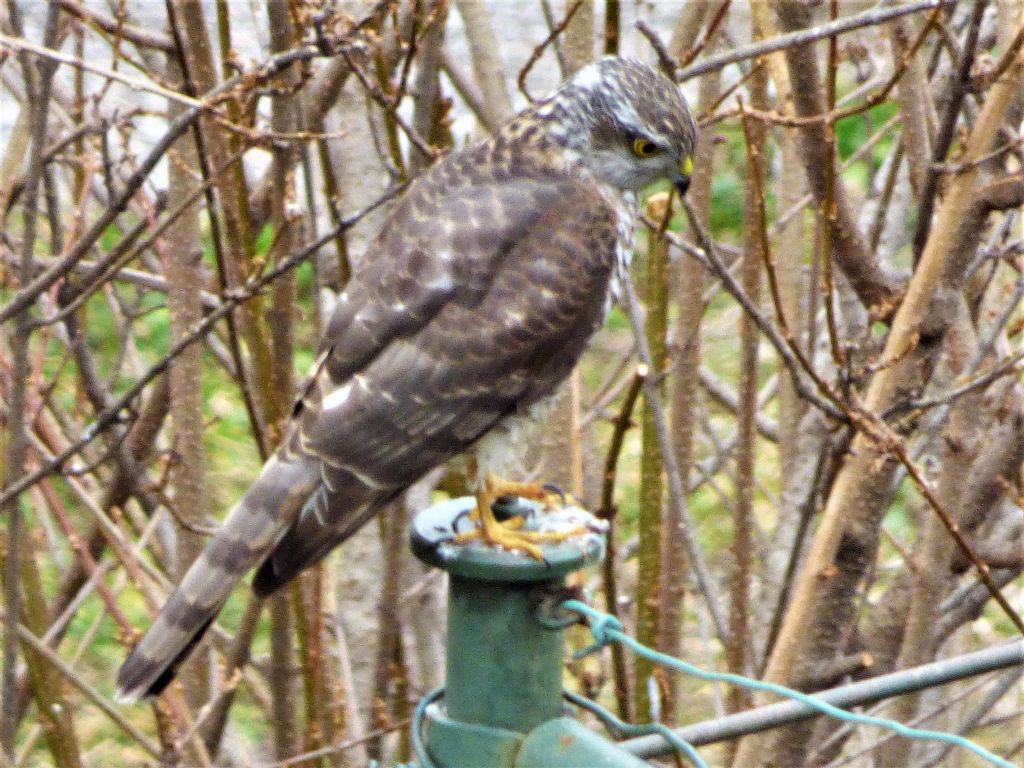 Sparviere (Accipiter nisus) in giardino